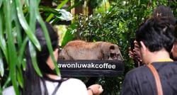 Mencicipi Kopi Termahal di Dunia dari Hutan Pinus Gunung Sumbing