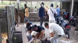 Bak Perjudian Las Vegas, Tempat Diduga Arena Sabung Ayam di Gambut Banjar Digerebek <