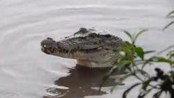Cerita Adik saat Kakak Duel Sengit dengan Buaya di Sungai Wai Semaka, Dibanting Dua Kali<