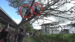 Polah Unik Pengantar Haji di Lombok, Naik Pohon Demi Lihat Saudara Masuk ke Pesawat<