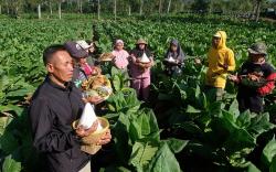 Doa Bersama Petani Tembakau Ucap Syukur Hasil Panen Melimpah