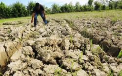 Ratusan Hektare Sawah Tadah Hujan di 6 Kecamatan KBB Terancam Kekeringan<