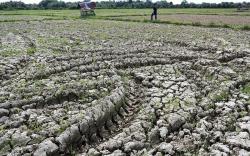 215 Hektare Sawah Kering, Petani Desa Pasir Jambu Terancam Gagal Panen