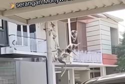 Diduga Kekurangan Makanan, Perumahan Elit di Cimanggis Depok Diserbu Kawanan Monyet