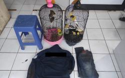 Curi 17 Ekor Burung Kenari Senilai Rp13 Juta, Pria di Malang Ditangkap Polisi 