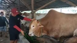 Sapi Kurban Presiden Jokowi di Bangka Seharga Rp135 Juta, Jenis Limosin Bobot 1,1 Ton 