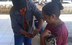 Basmi Rabies, 4.213 Ekor Anjing di Ngada Divaksin Darurat<