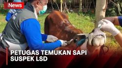 Jelang Hari Raya Kurban, Petugas Temukan Sapi Suspek LSD di Pasar Dimoro Blitar