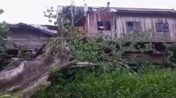 Pohon Randu Besar Setinggi 50 Meter Tumbang Timpa Rumah hingga Rusak Parah