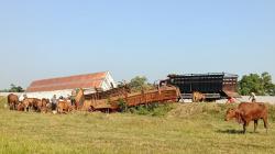Truk Angkut Ternak Kecelakaan di Tol Solo-Ngawi, 5 Ekor Sapi Mati
