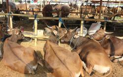 Harga Hewan Kurban Idul Adha 2023 Sapi dan Kambing, Ini Rinciannya<