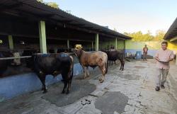 Dampak PMK dan LSD, Harga Sapi Kurban di Kulonprogo Naik Rp1 Juta