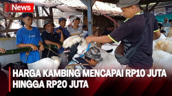 Mengintip Kontes Kambing  Berharga Fantastis di Blora