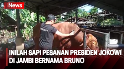 Inilah Bruno! Sapi Berbobot 840 Kilogram yang Dipesan Presiden Jokowi di Jambi 