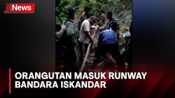 Dramatis, Proses Evakuasi Orangutan yang Masuk Runway Bandara Iskandar Pangkalan Bun