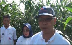 Kader Partai Perindo Sukses Kembangkan Pertanian Jagung di Banyuasin 