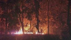 Hutan Jati di Taman Nasional Baluran Situbondo Terbakar, Penyebab Kebakaran Didalami