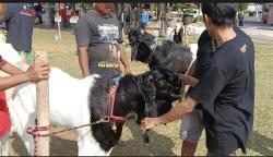Meriahnya Kontes Kambing Kurban di Pekalongan, Ada yang Seharga Mobil Baru <