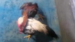 Penjudi Sabung Ayam di Kerinci Kocar-kacir Digerebek Polisi, 9 Orang Diamankan