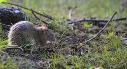 Pemerintah Kota Paris Perang Lawan Jutaan Tikus, Beli Tong Sampah Khusus hingga Tebar Racun