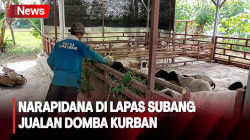 Narapidana di Lapas Subang Jualan Domba Kurban Jelang Hari Raya Idul Adha<