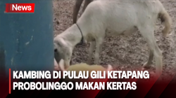 Unik! Kambing di Pulau Gili Ketapang Probolinggo Makan Kertas