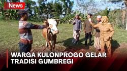 Unik, Warga Kulonprogo Gelar Tradisi Gumbregi Lempari Sapi dengan Ketupat