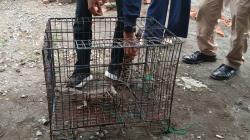 BKSDA dan Damkar Evakuasi Anak Buaya Tangkapan Warga Brebeg Cilacap