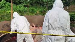 Gajah Betina di Aceh Tengah Ditemukan Mati, Diduga Keracunan<