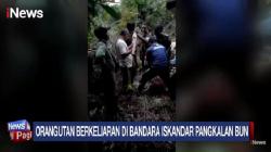 Orang Utan Berkeliaran di Runway Bandara Iskandar Pangkalan Bun, Evakuasi Dramatis