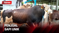 Nikmati Durian Gratis saat Beli Sapi Kurban di Ciampea Bogor