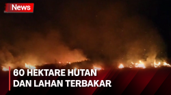 Sulit Dipadamkan, 60 Hektare Hutan dan Lahan Dilalap Api di Kotawaringin Barat