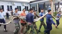 Penampakan Ular Piton 5 Meter Mangsa 2 Rusa di Kandang Lanud Haluoleo Kendari