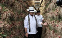 Mentan Syahrul Yasin Limpo Tinjau Budi Daya Bawang Merah di Solok