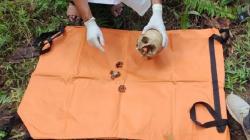 Heboh Tengkorak Diduga Kepala Manusia Ditemukan di Kebun Sawit Kotabaru<