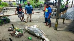 Lumba-Lumba Ditemukan Mati di Pantai Sarangtiung, Diduga Terkena Jaring Nelayan<