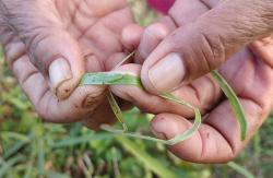 Tanaman Bawang Merah di Gunungkidul Diserang Ulat Grandul, Petani Takut Gagal Panen