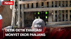 Begini Penampakan Proses Evakuasi Monyet Ekor Panjang yang Berlangsung Dramatis 