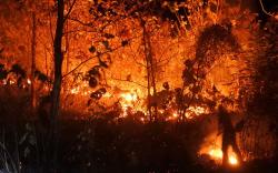 Puluhan Hektare Hutan Pendidikan IPB di Gunung Walat Sukabumi Terbakar