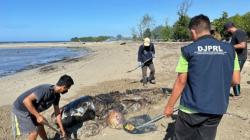 Bangkai Lumba-lumba Tergeletak di Pantai Laut Sawu NTT, Diduga Terdampar<