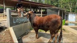 2 Pekan Jelang Idul Adha, Permintaan Sapi Jumbo Seharga Mobil di Banjarnegara Meningkat<