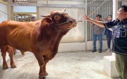Manja, Sapi Kurban Jokowi di Palembang Mandi 2 Kali Sehari