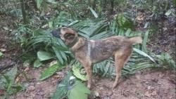 Sedih, Anjing yang Bantu Temukan 4 Bocah Korban Kecelakaan Pesawat di Hutan Amazon Hilang