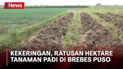 Kekeringan, Ratusan Hektare Tanaman Padi di Brebes Puso dan Terancam Gagal Panen