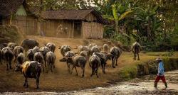 Kampung Unik di Ngawi, Singgah ke Desa Terpencil yang Dihuni Ratusan Kerbau, seperti Ini Suasananya
