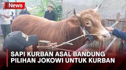 Markoci, Intip Sapi Asal Bandung Dipilih Presiden Jokowi untuk Kurban