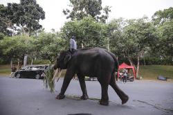 5 Gajah di Candi Borobudur Direlokasi ke Gembiraloka Zoo dan Semarang Zoo<