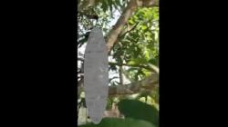 Pamit Cari Kerja, Pria Banjar Ditemukan Tewas Tergantung di Pohon Dekat Sawah<