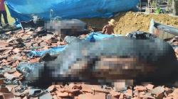 Kandang Terbakar, Sapi Kurban di Pamekasan Mati Terpanggang