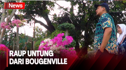 Budi Daya Bunga Bougenville, Pria di Lamongan Raup Untung Puluhan Juta per Bulan